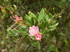 Bejaria