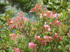 Bejaria