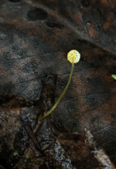 Mycena oregonensis