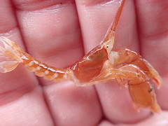 Dorphinaxius kermadecensis