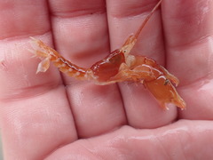 Dorphinaxius kermadecensis