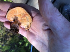 Lactarius aestivus