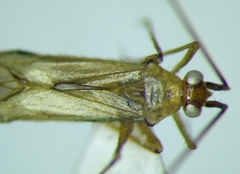 Blepharidopterus angulatus