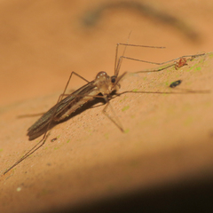 Paracladura trichoptera