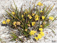 Conostylis setigera