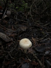 Hygrophorus graveolens