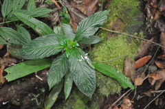 Spigelia hamelioides