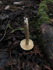 Hygrophorus graveolens