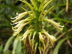 Pitcairnia trianae