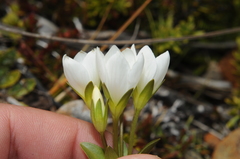 Gentianella montana