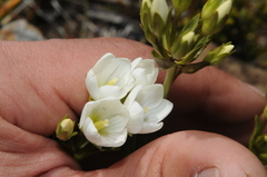 Gentianella montana