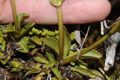 Gentianella montana