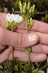 Gentianella montana