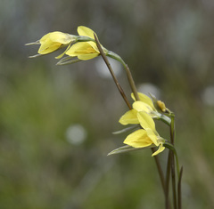 Diuris behrii