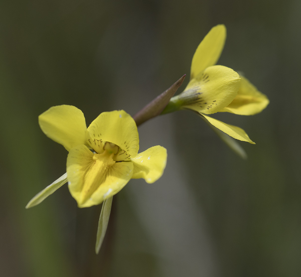 Diurideae