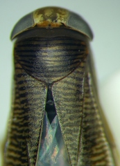 Callicorixa praeusta