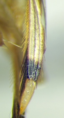 Callicorixa praeusta