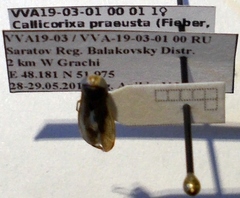 Callicorixa praeusta