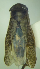 Callicorixa praeusta