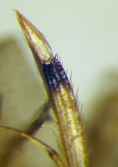 Callicorixa praeusta