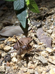 Atachycines apicalis apicalis