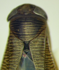 Callicorixa praeusta