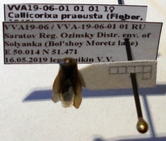 Callicorixa praeusta