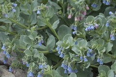 Mertensia simplicissima