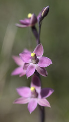 Thelymitra luteocilium