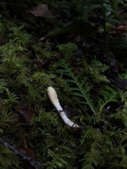 Trichoderma leucopus