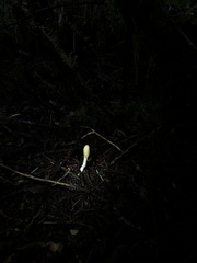 Trichoderma leucopus