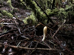 Trichoderma leucopus