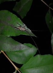 Polycleptidella chilensis