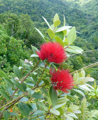 Metrosideros collina