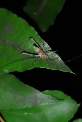 Polycleptidella chilensis