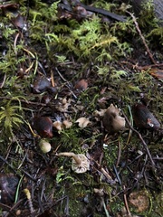 Hodophilus paupertinus