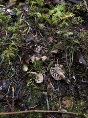 Hodophilus paupertinus