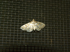 Pseudopyrausta santatalis