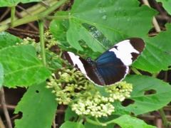 Heliconius sapho leuce