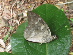 Archaeoprepona demophoon