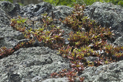 Orostachys maximowiczii