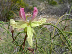 Lechenaultia linarioides