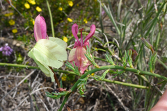Lechenaultia linarioides