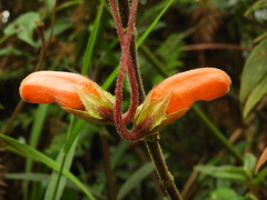 Columnea strigosa