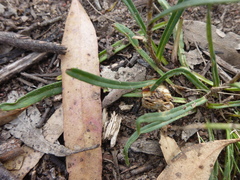 Podolepis linearifolia