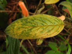 Columnea strigosa