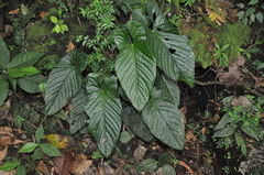 Anthurium ochranthum