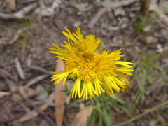 Podolepis linearifolia