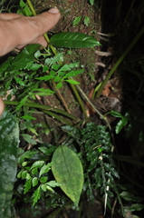 Anthurium ochranthum