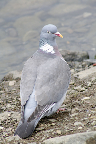 Columba palumbus